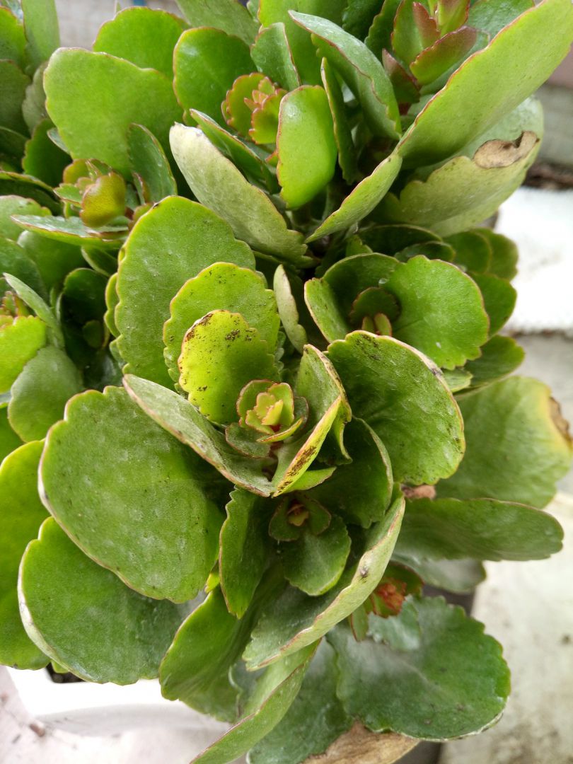 长寿花长黑斑,怎么治?