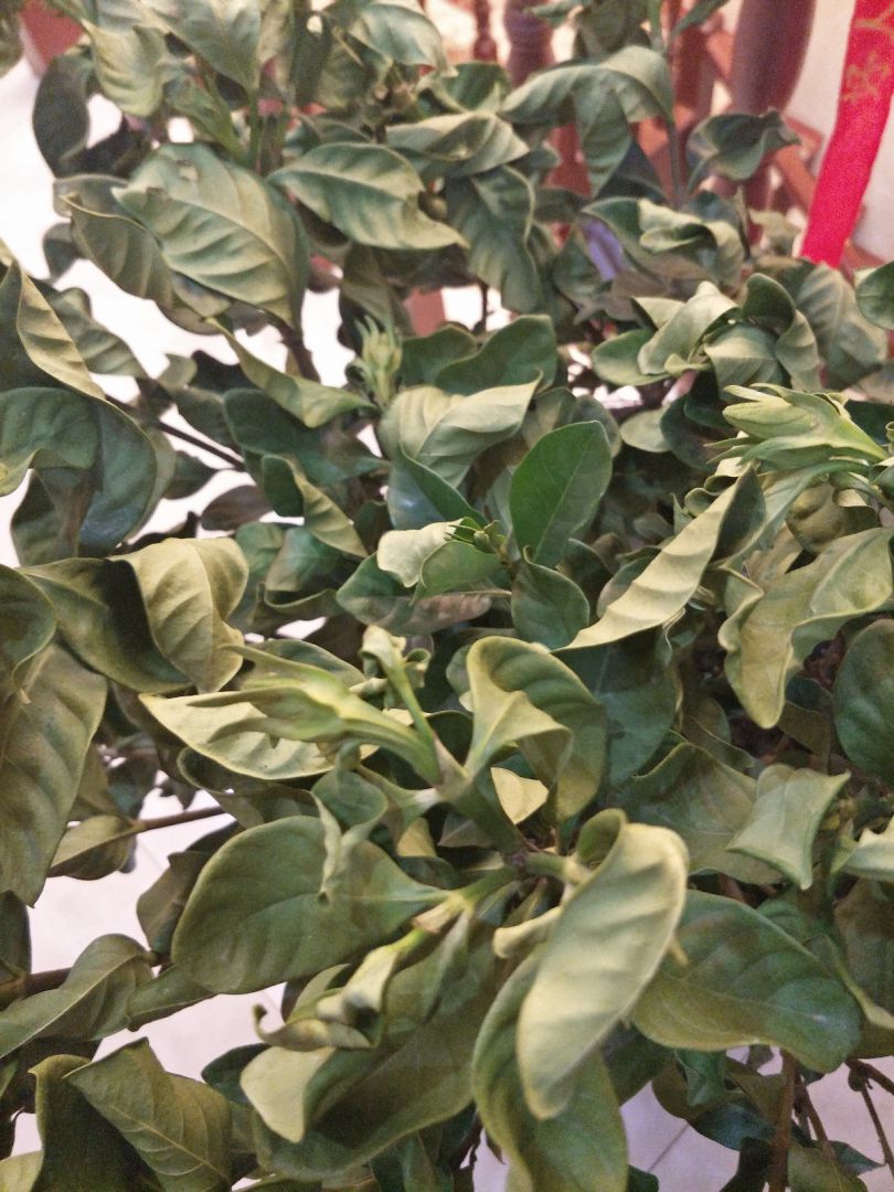 栀子花叶子干了该怎么办