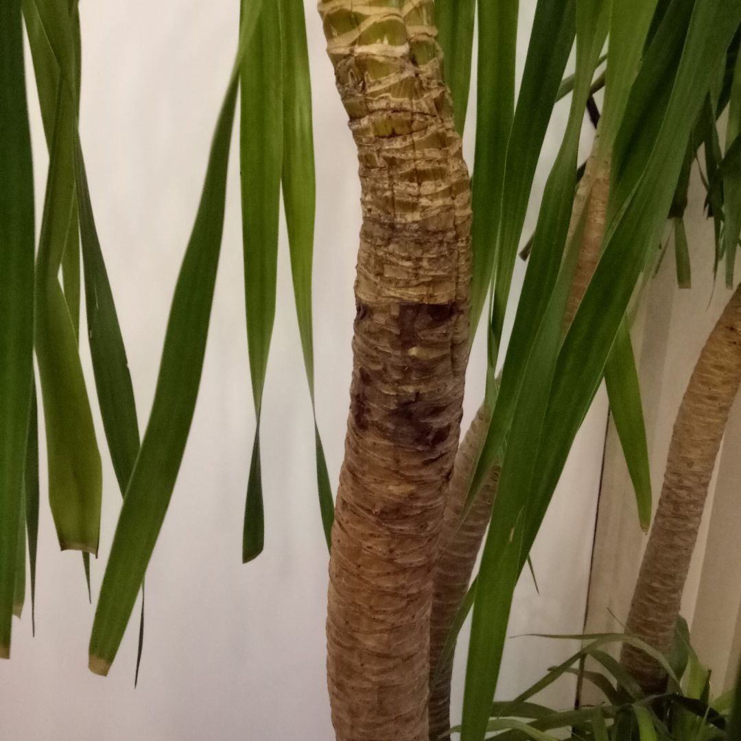 树叶开始干枯,树干上部有干瘪的现象,不知道怎么办,从买来到家后就不