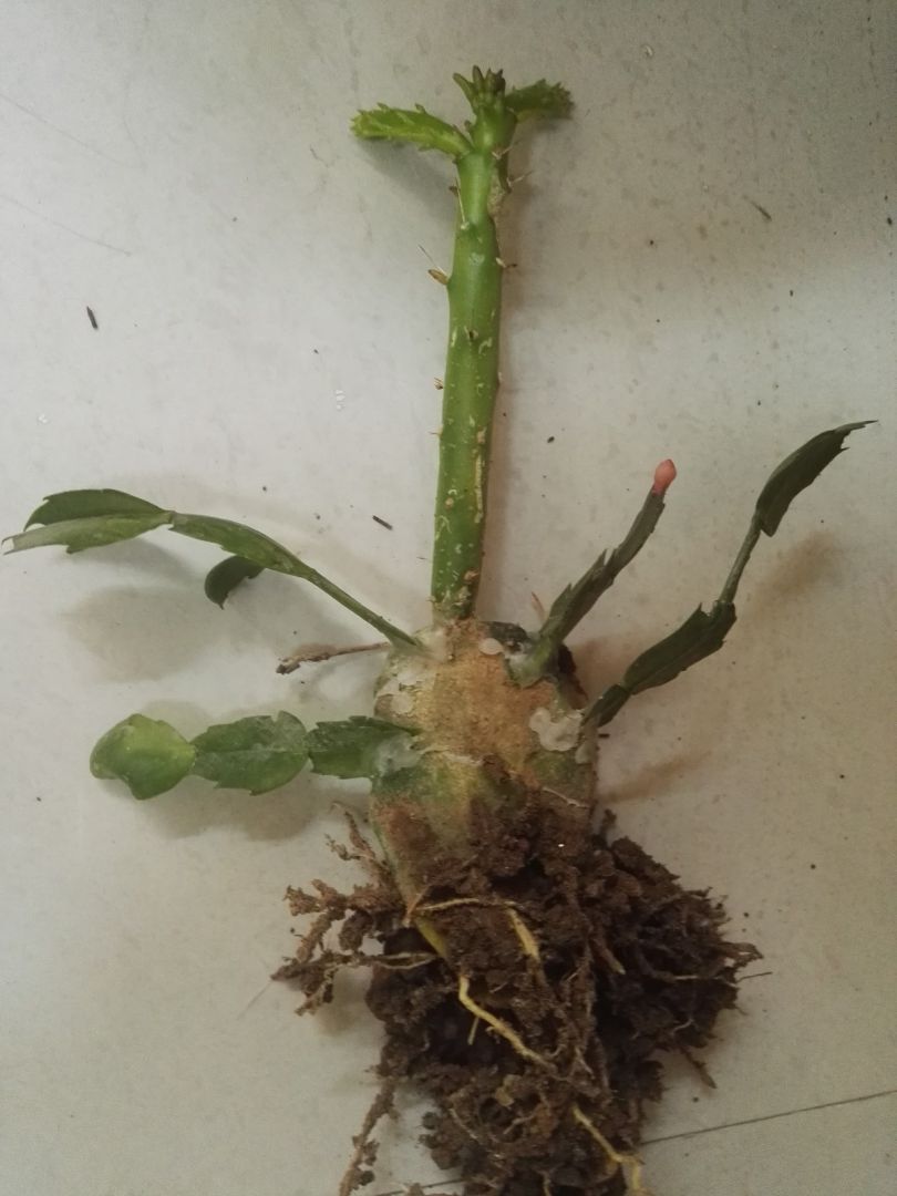 青叶嫁接蟹爪兰