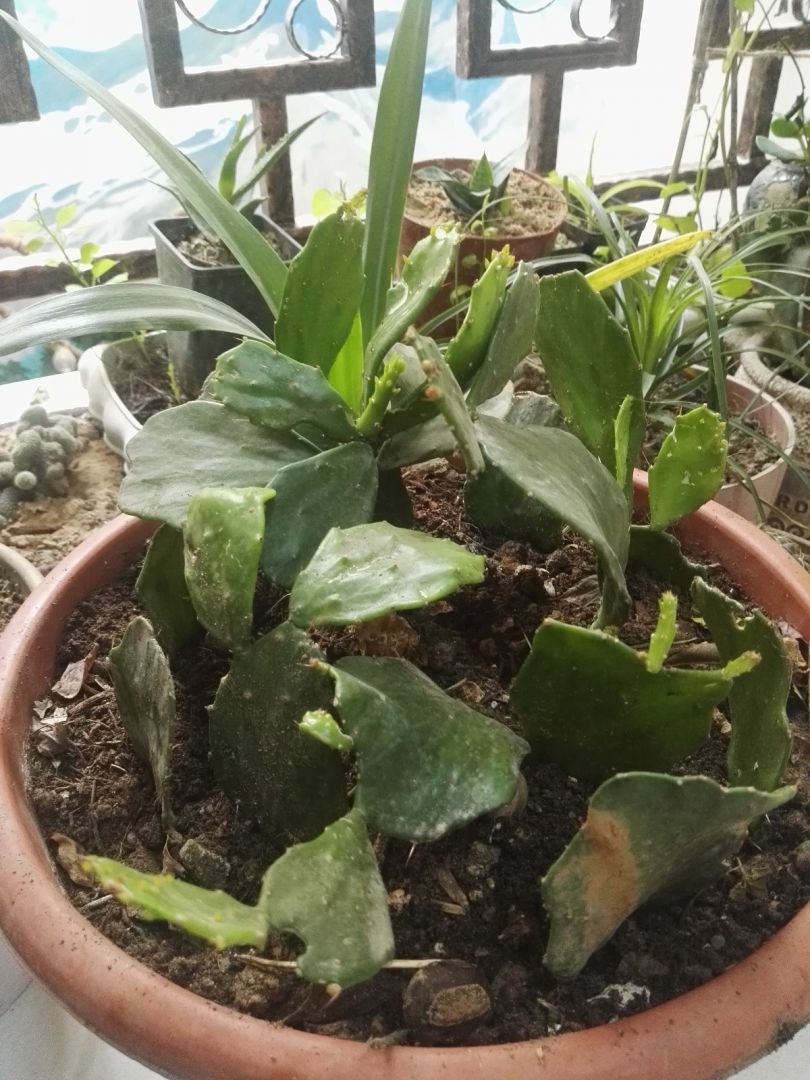 青叶嫁接蟹爪兰