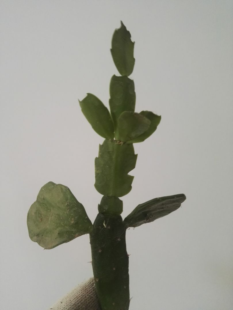 青叶嫁接蟹爪兰