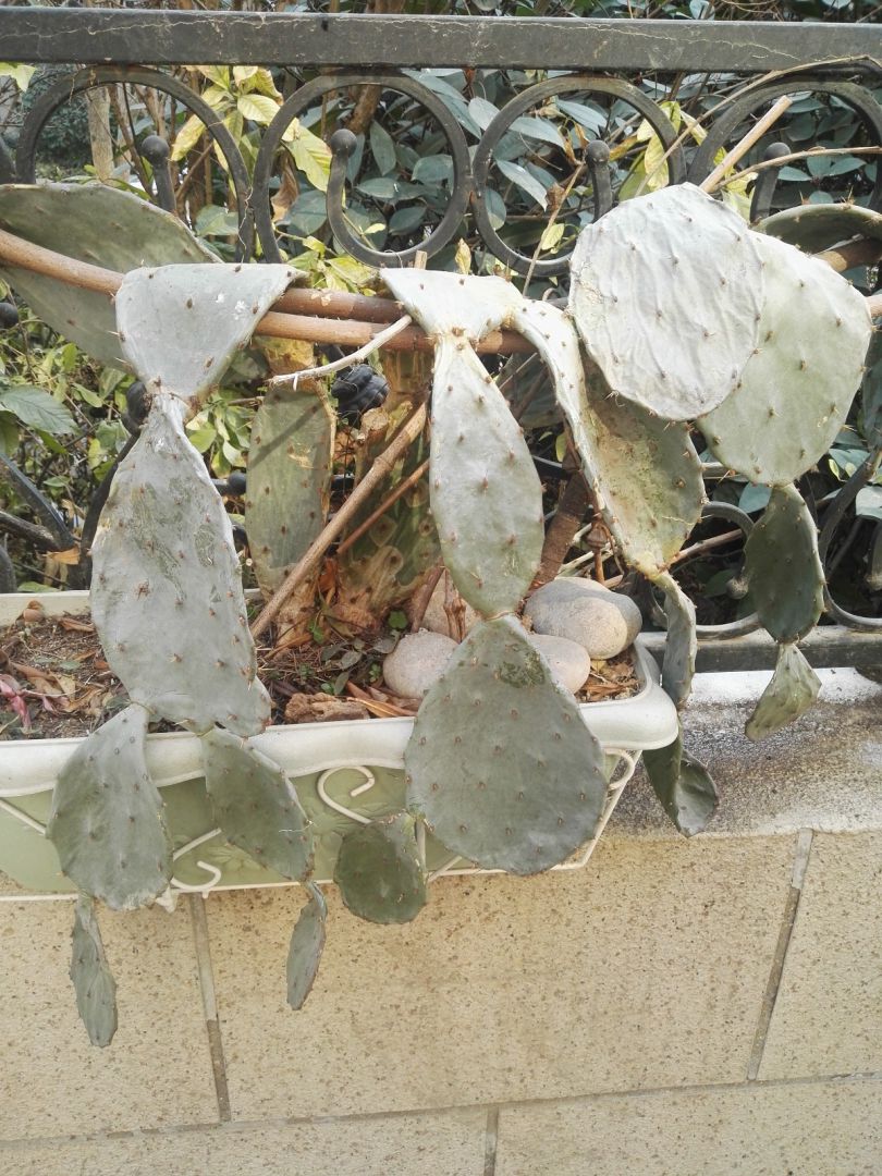 青叶嫁接蟹爪兰