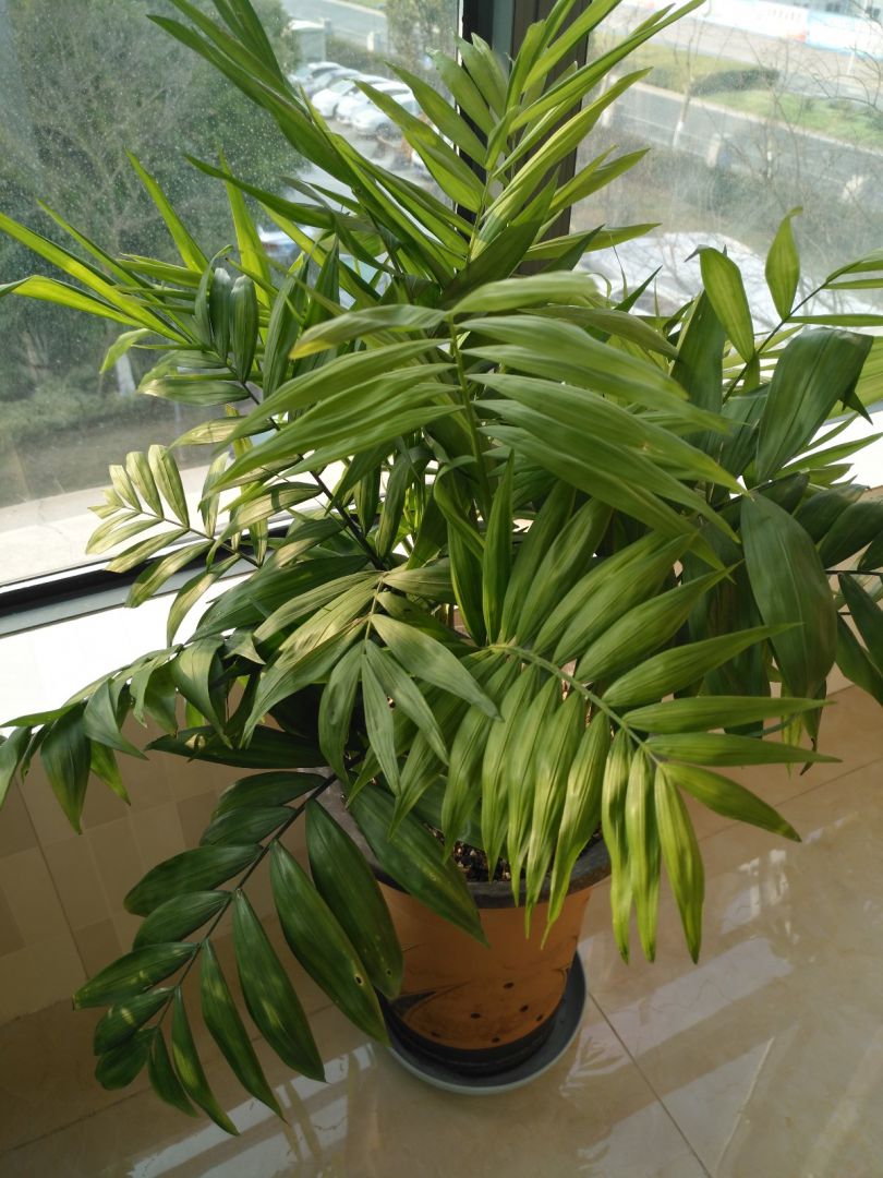 袖珍椰子马上开花