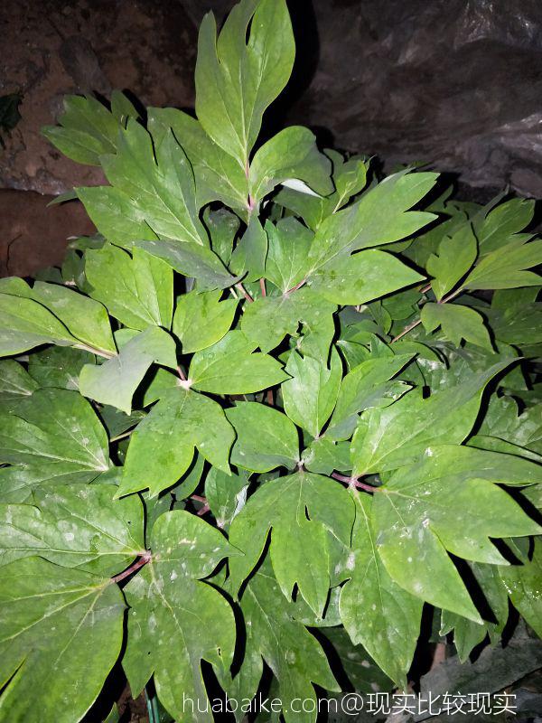 我家的牡丹长的很好就是不开花