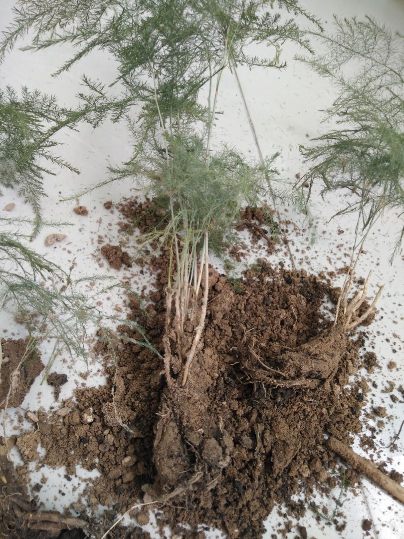 文竹茎根都黄了还有救没