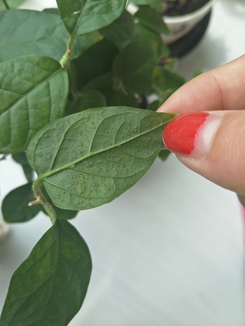 求助大神茉莉花背后长了好多这种类似疱疹的东西用指甲去刮刮不下来