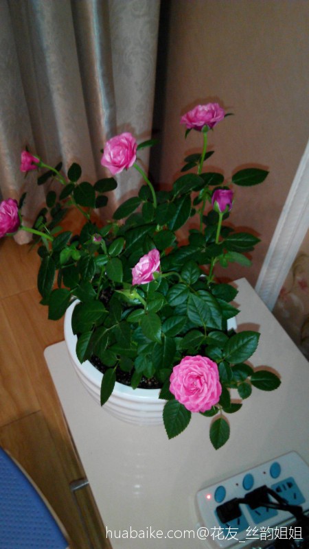 翻看以前的花花