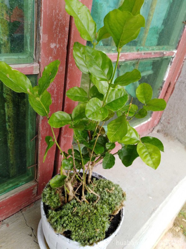 虎头茉莉花叶片发黄各位老师求解