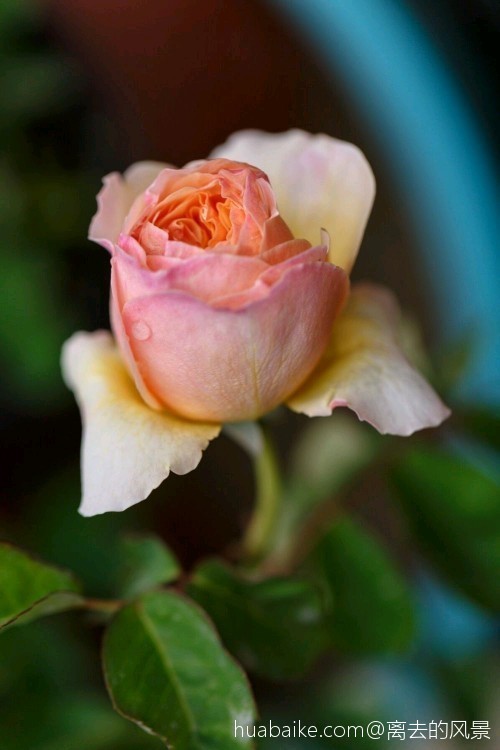 月季一种让人向往迷恋的花