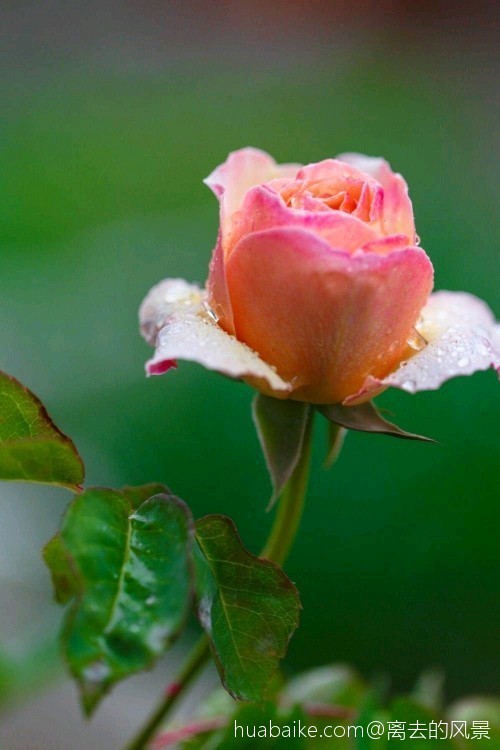 月季一种让人向往迷恋的花