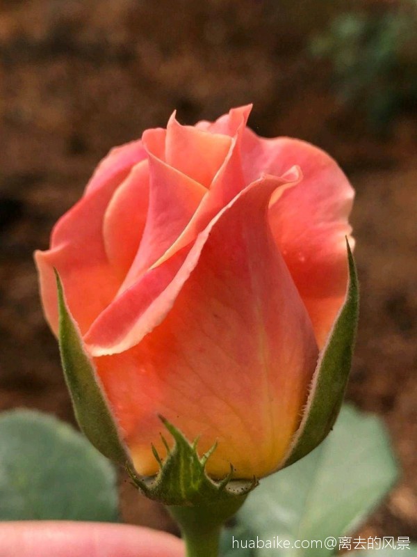 月季一种让人向往迷恋的花