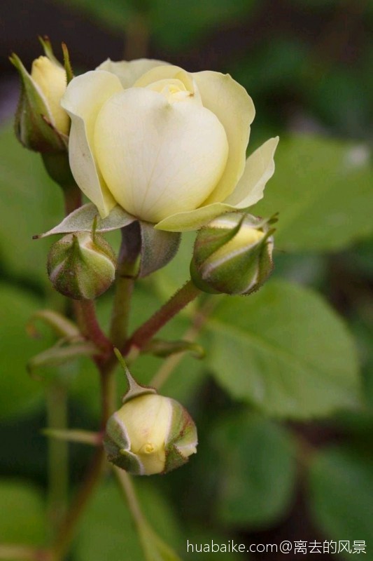 月季一种让人向往迷恋的花