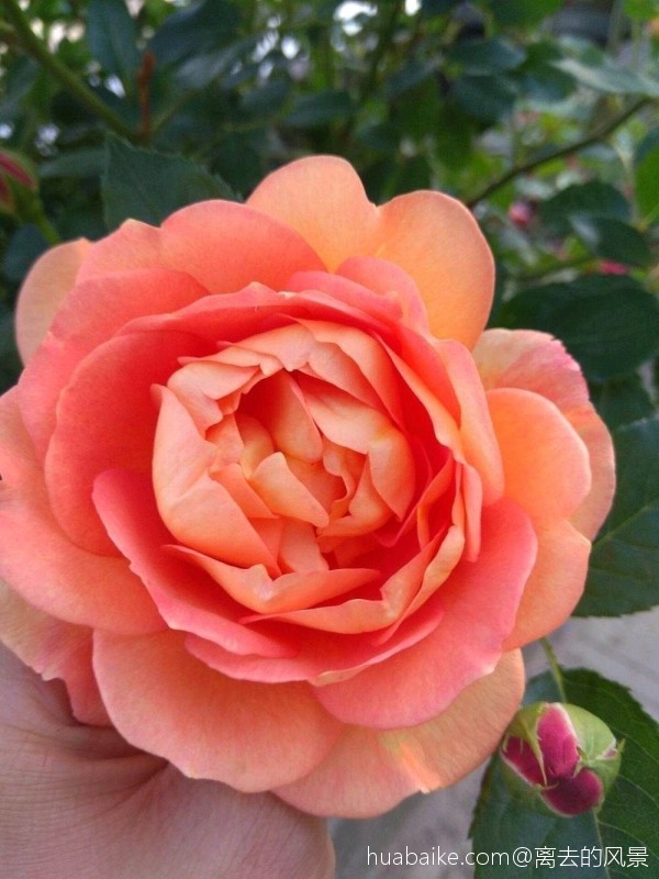 月季一种让人向往迷恋的花