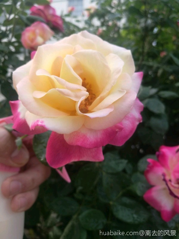 月季一种让人向往迷恋的花