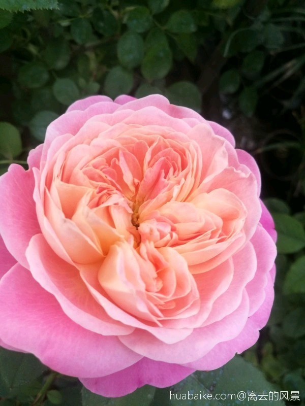 月季一种让人向往迷恋的花