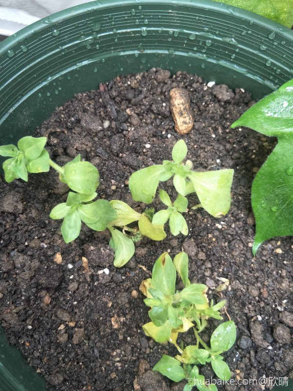 求大神指教矮牵牛的种植方法