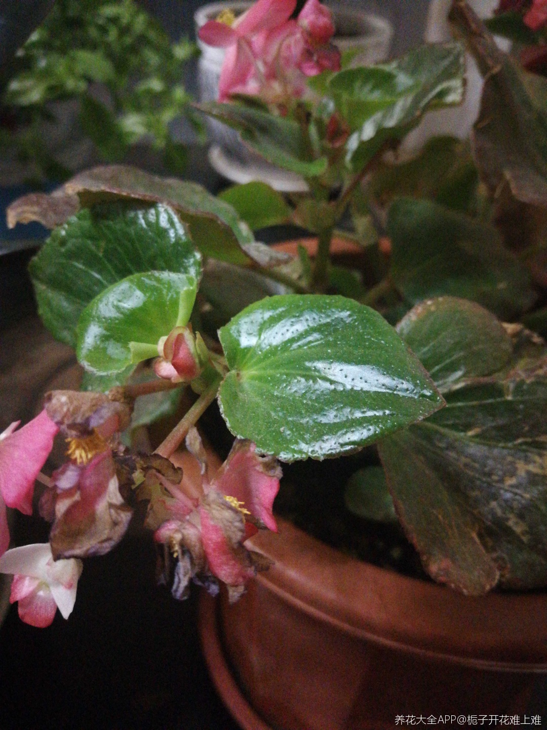 四季海棠,花朵,叶子变干,怎么回事?