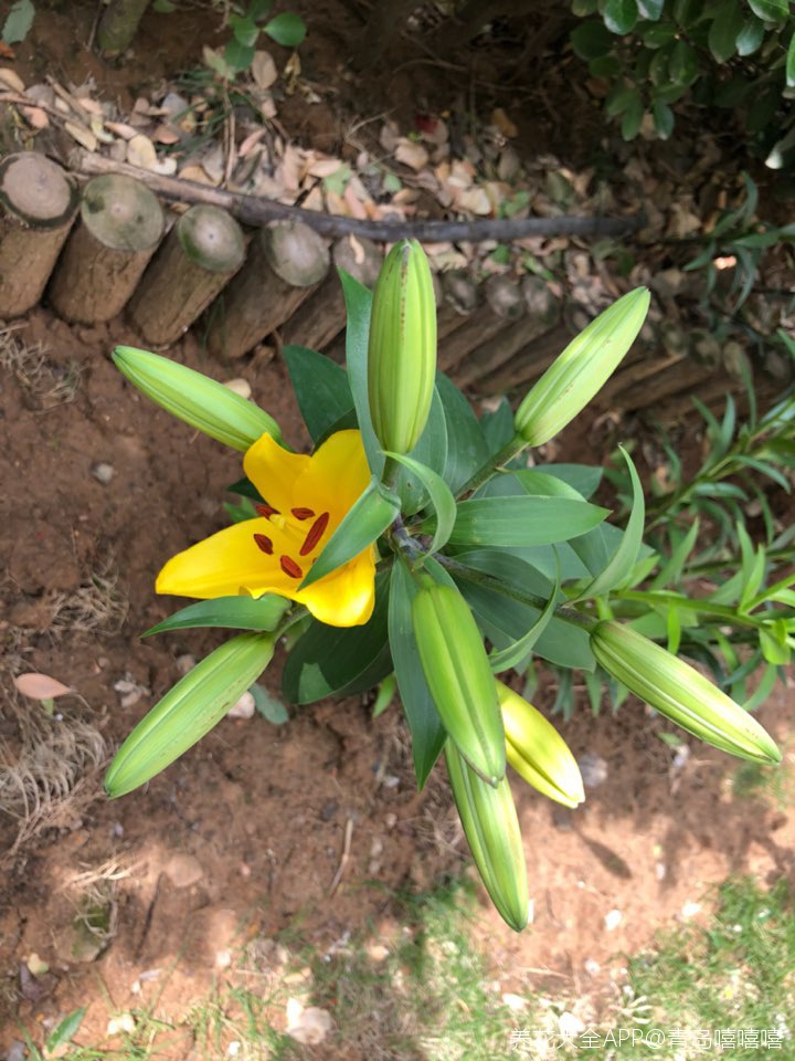 百合花開