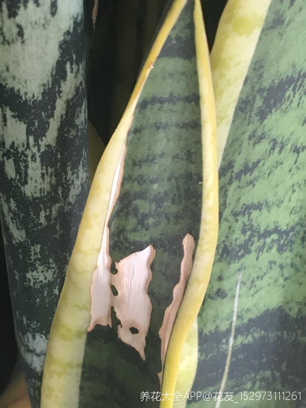 虎皮兰叶子有干瘪的地方