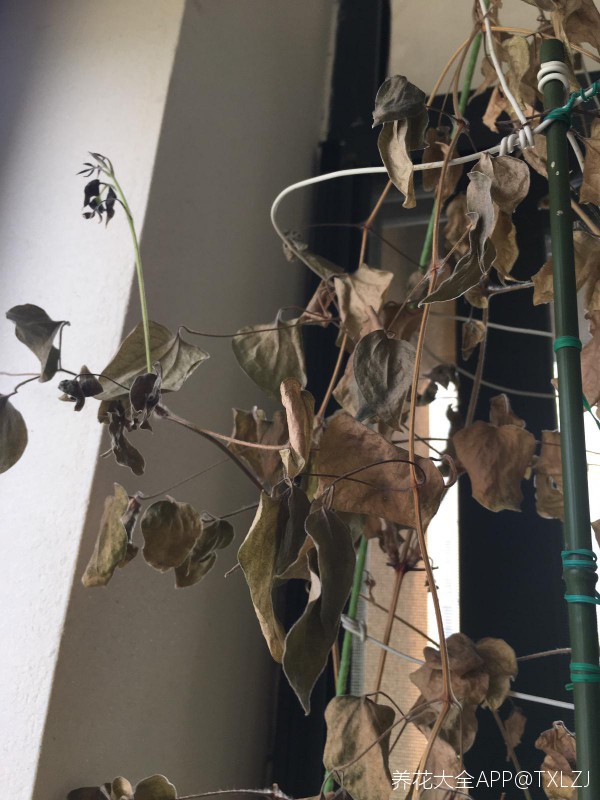 铁线莲叶子枯萎掉什么原因