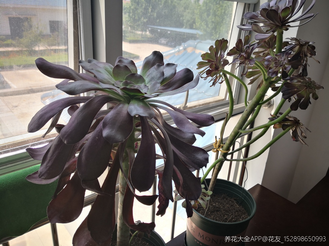 网购黑法师杆子颜色变深,是不是黑腐了?