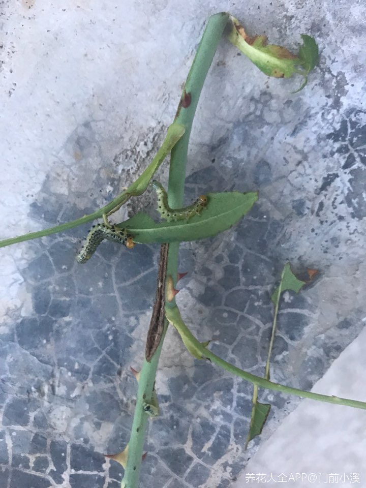 月季被虫子吃了用什么药?