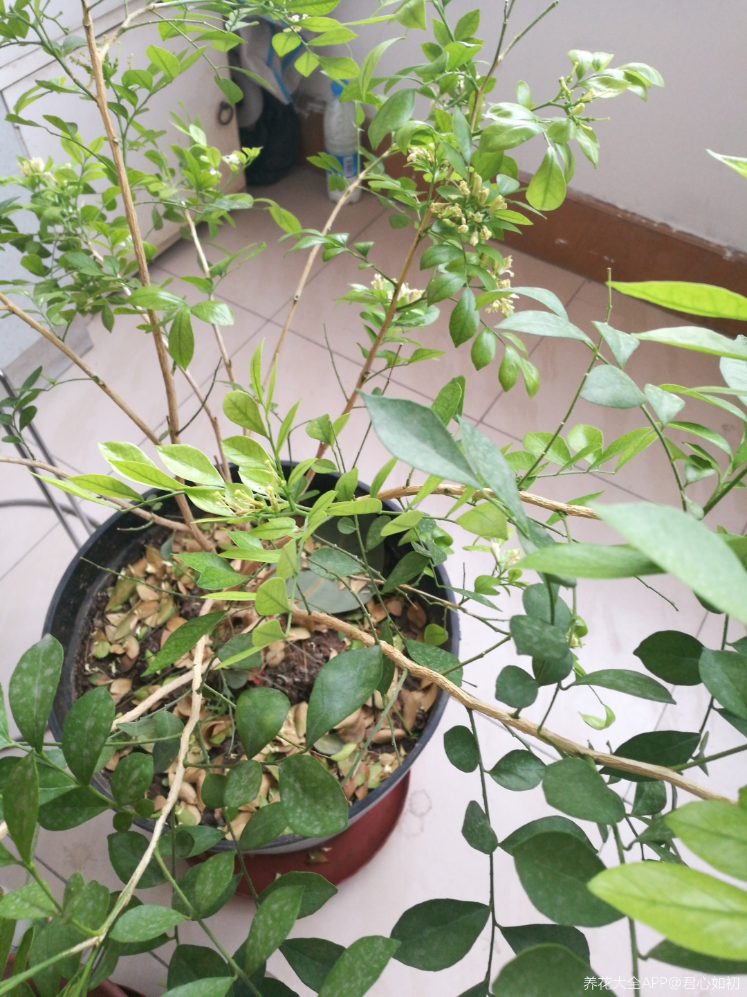 请花友帮忙看下我这棵千里香如何修剪?