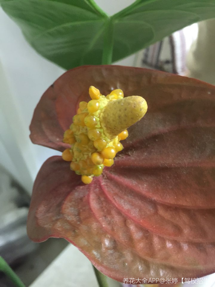 红掌种子熟了吗