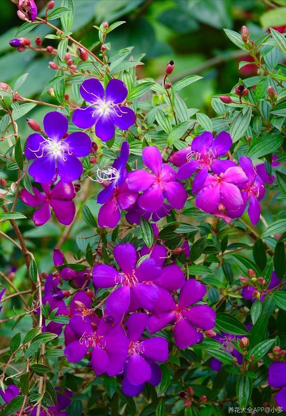 那一抹深蓝巴西野牡丹