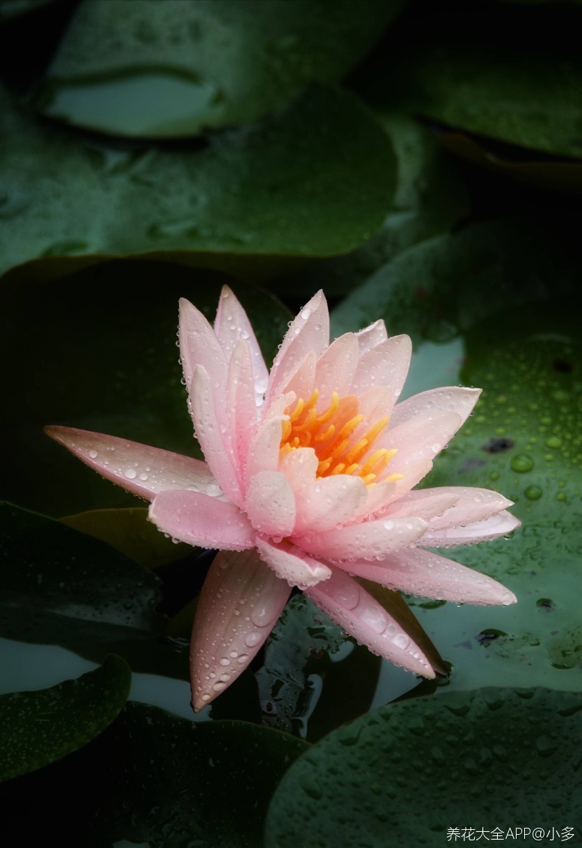 科罗拉多睡莲一场历练独自芬芬