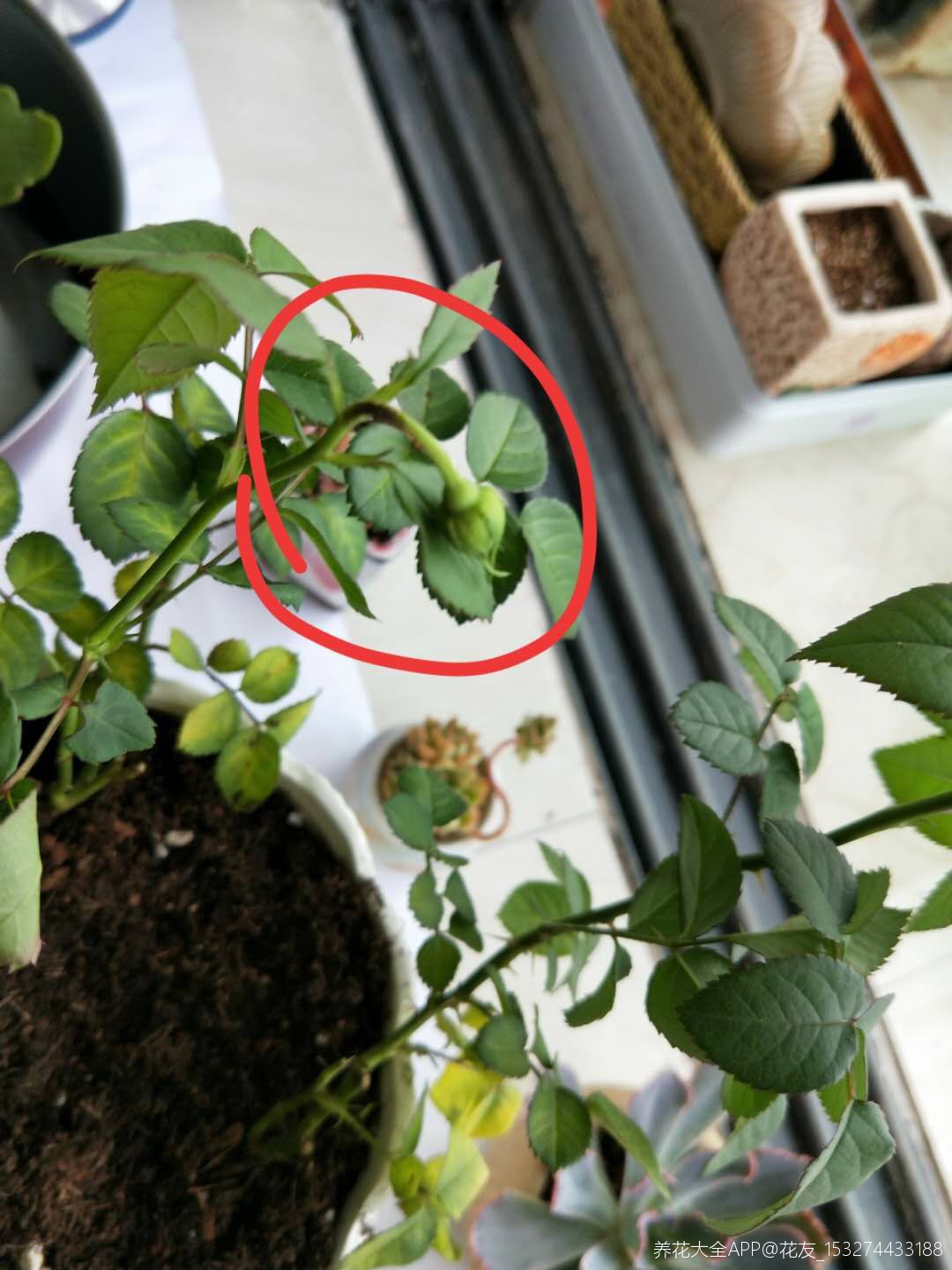 月季总是垂头发黄怎么回事