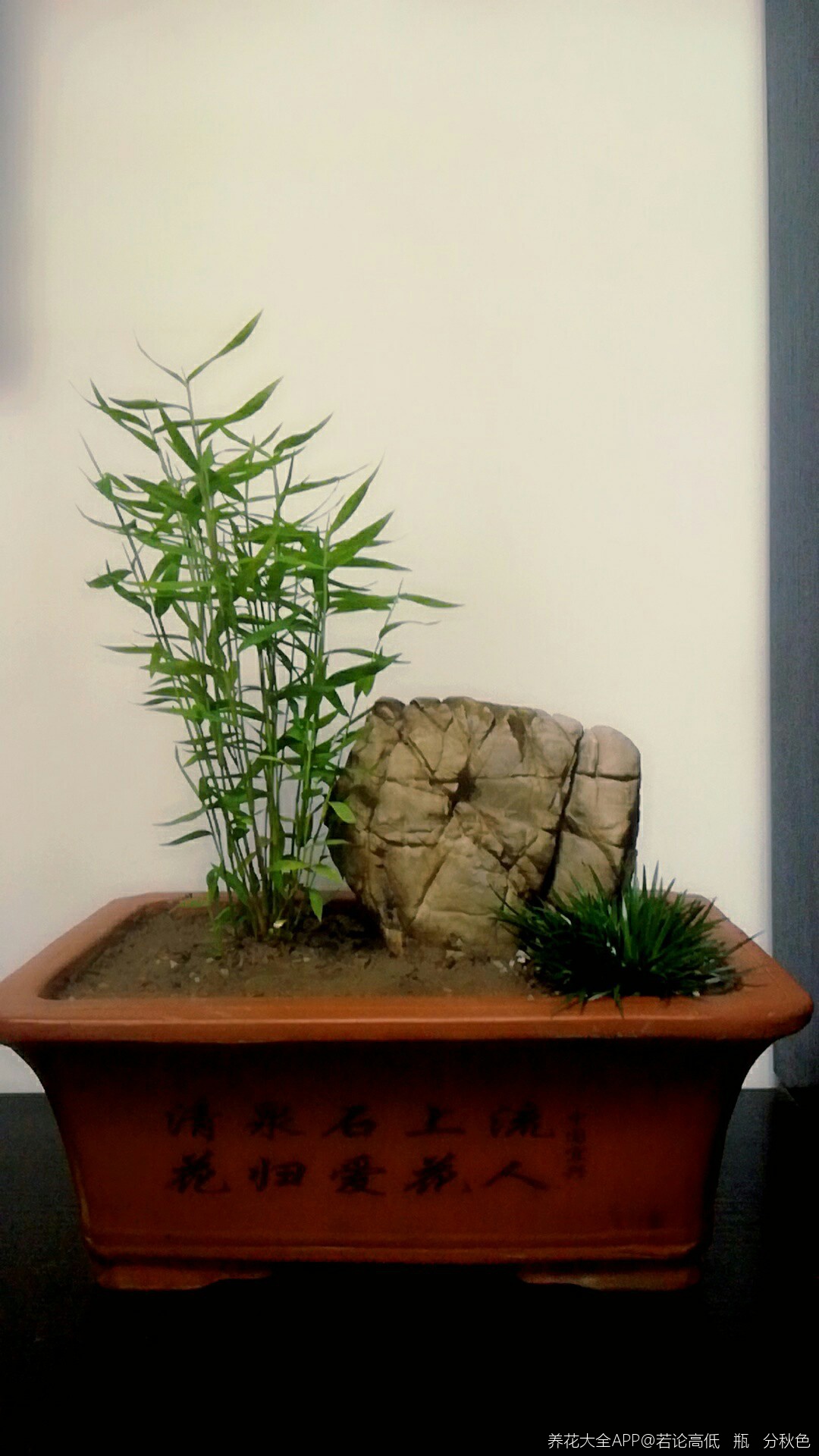 日本姬翠竹自己刚刚做的小盆景