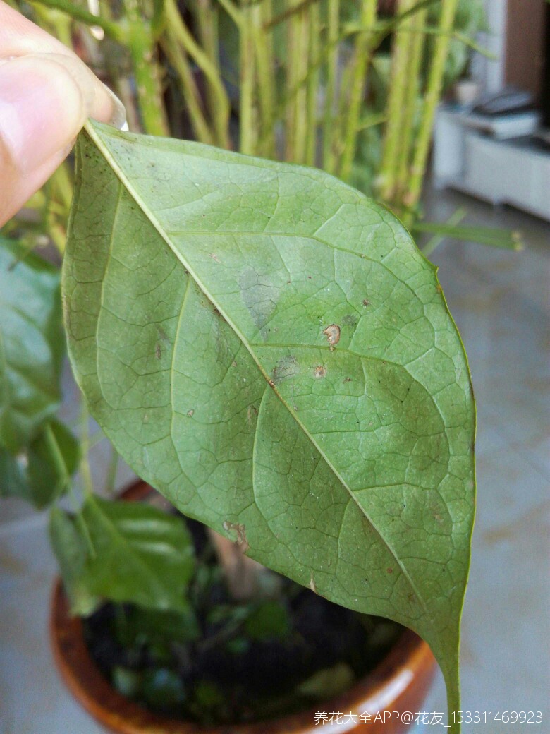 幸福树旱掉叶子了,叶子还生红蜘蛛了,怎么办?