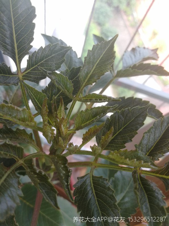 麻烦看看大丽花得了什么病