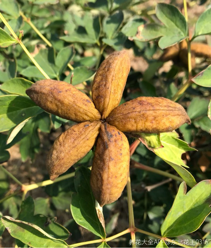 紫斑牡丹种子就要成熟