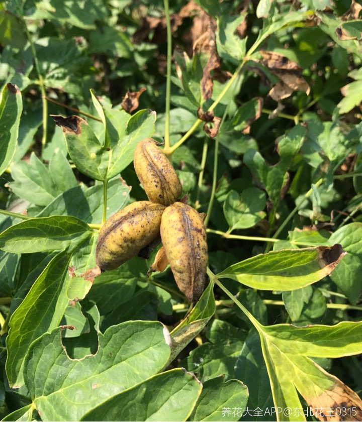 紫斑牡丹种子就要成熟