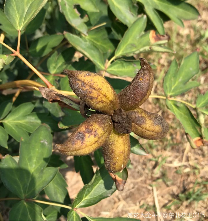 紫斑牡丹种子就要成熟