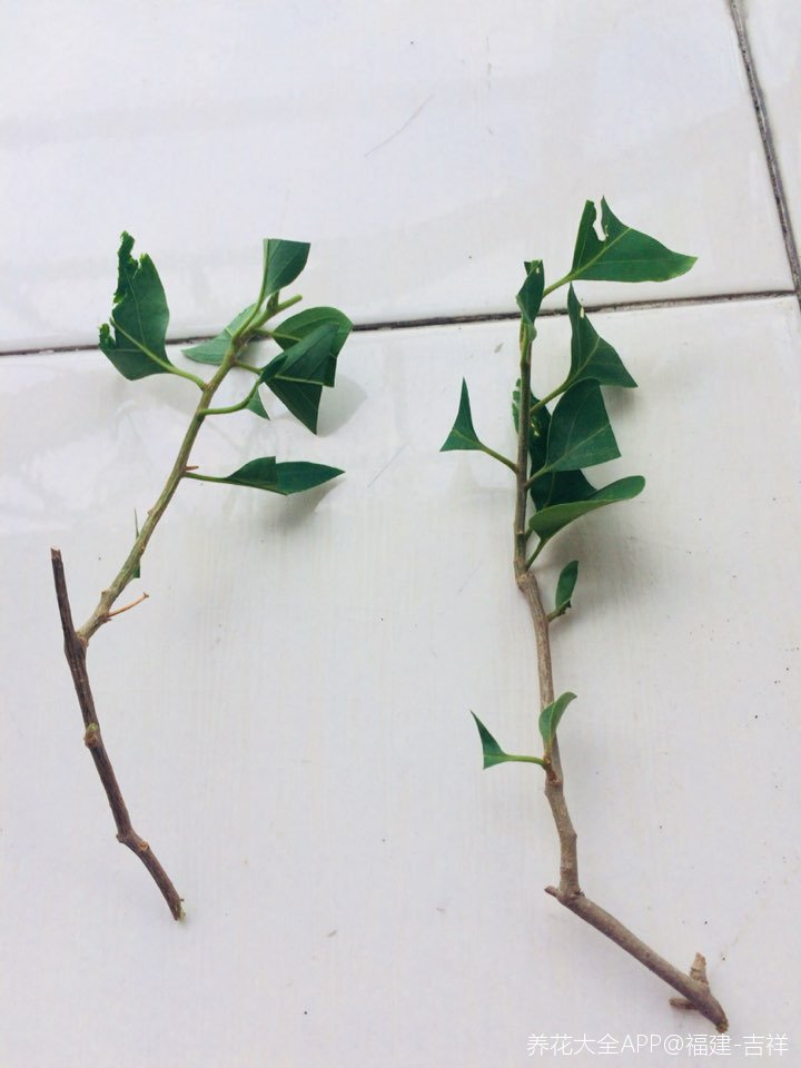 扦插的三角梅