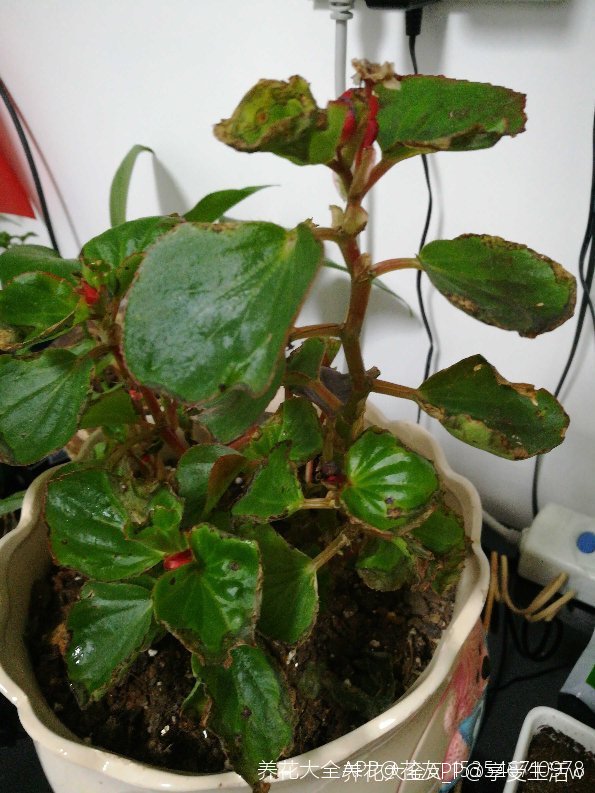 花友问答 四季海棠求助享受生活w          关注         3年前 图片