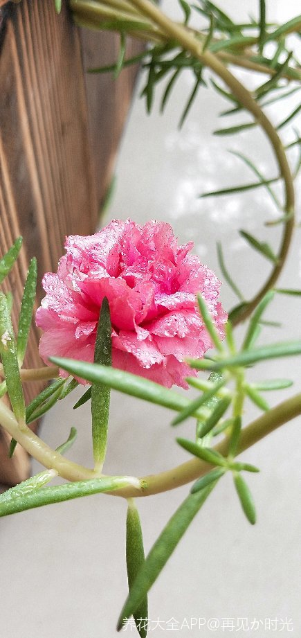 一朵太阳花拍出很多美