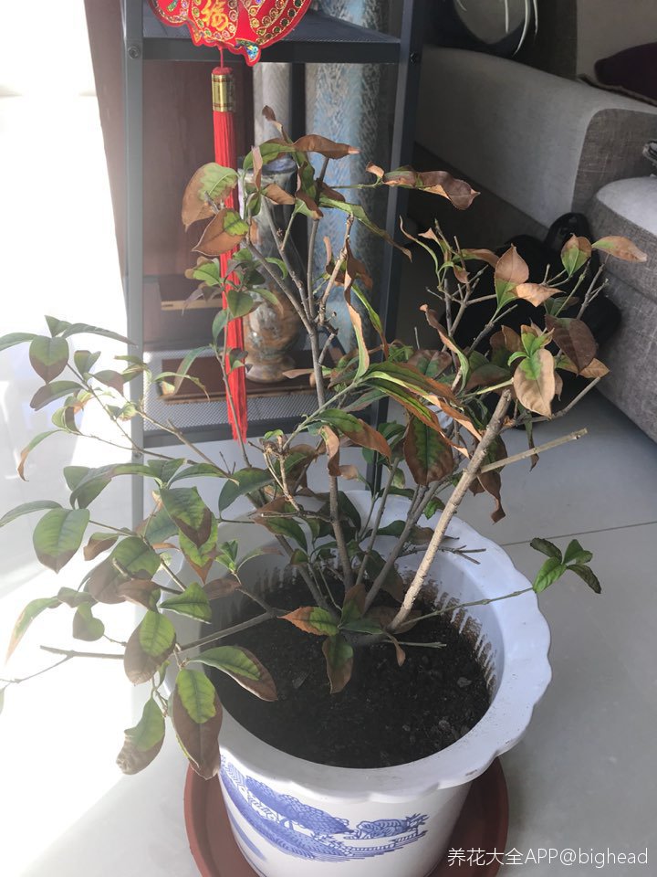 我的桂花叶子边缘变黄怎么救请大家帮忙