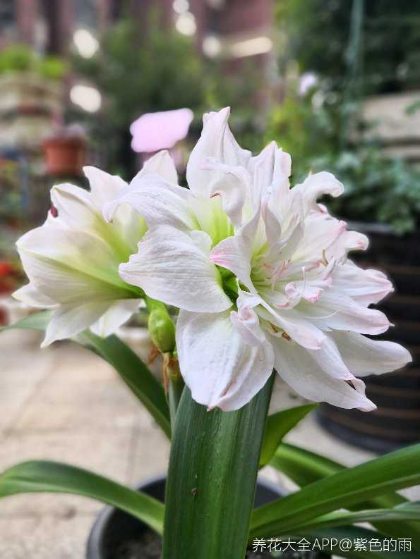 北极女神朱顶红