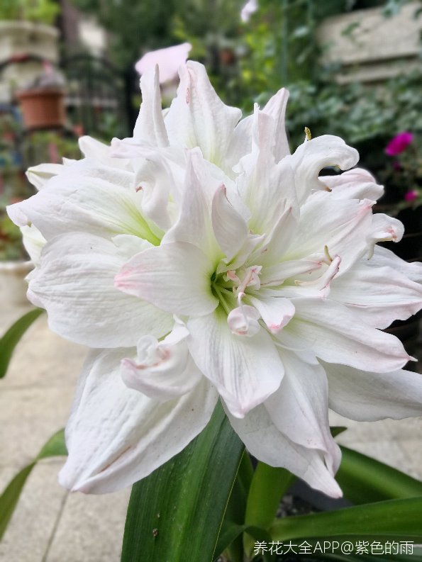 北极女神朱顶红