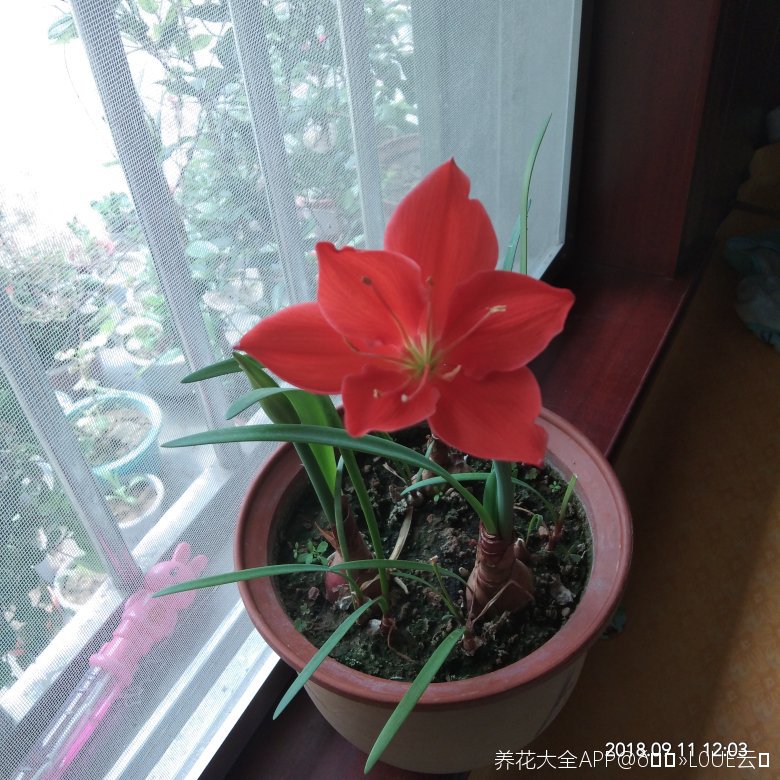 紫根兰花