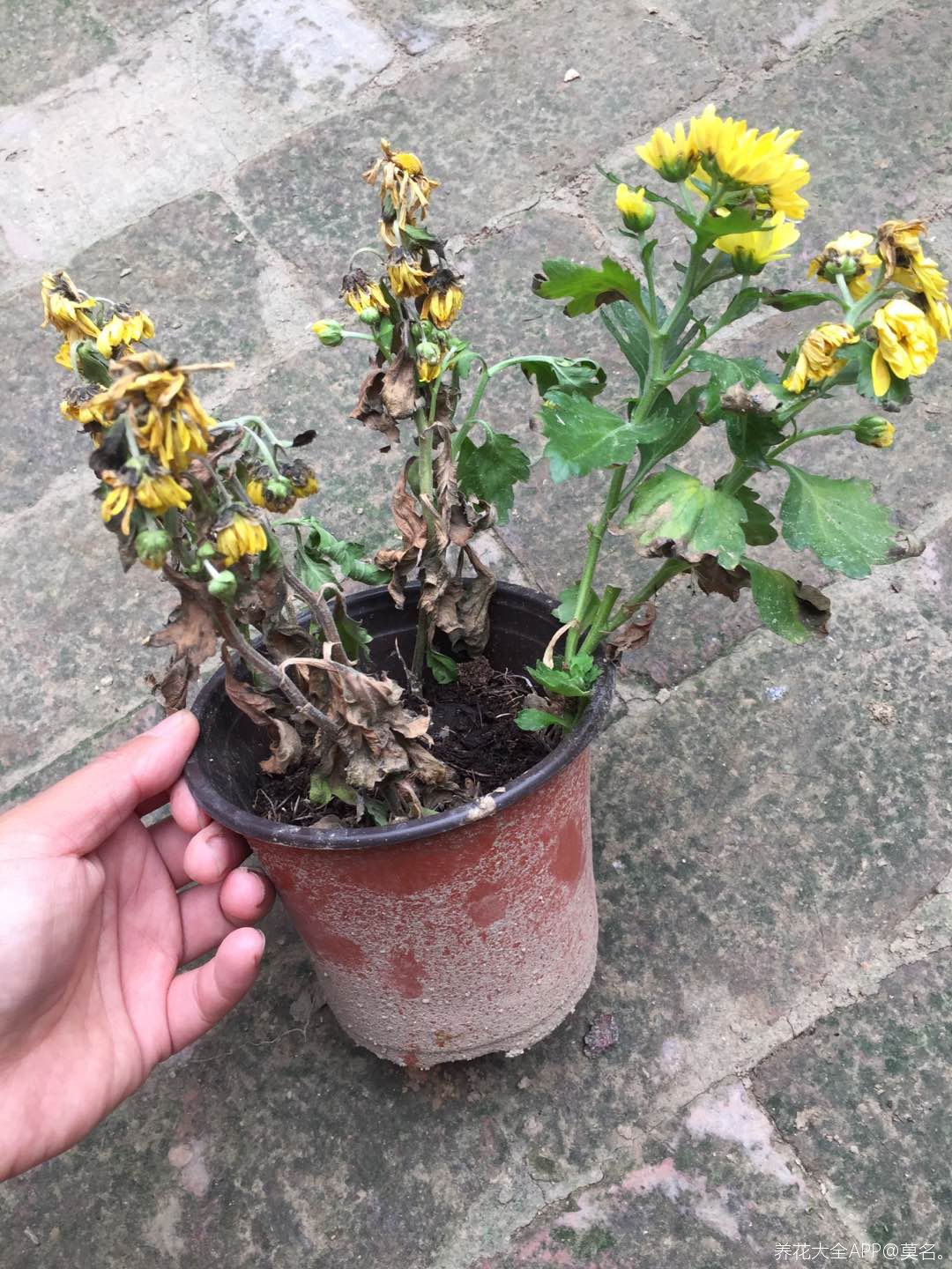 菊花的花苞干枯图片