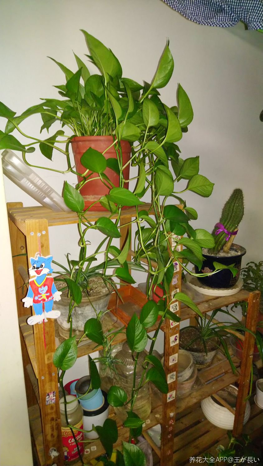 爱花展示 看看家里养的几盆绿萝whywhywhy王          关注         3