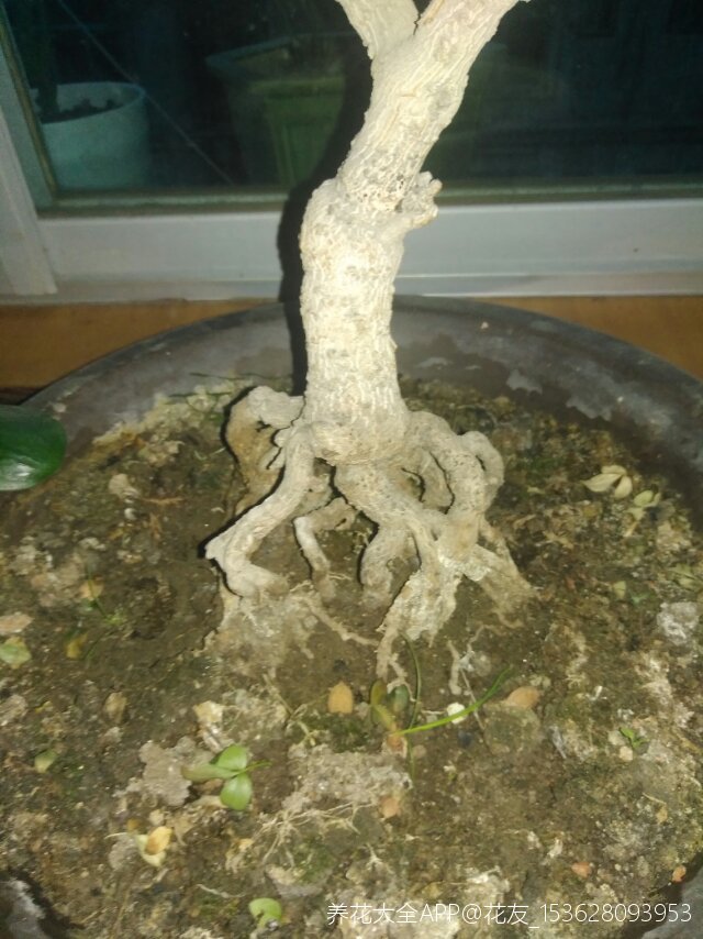 迎春花提根盆景