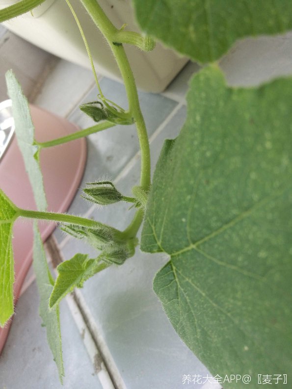 贝贝果小南瓜的护理求教