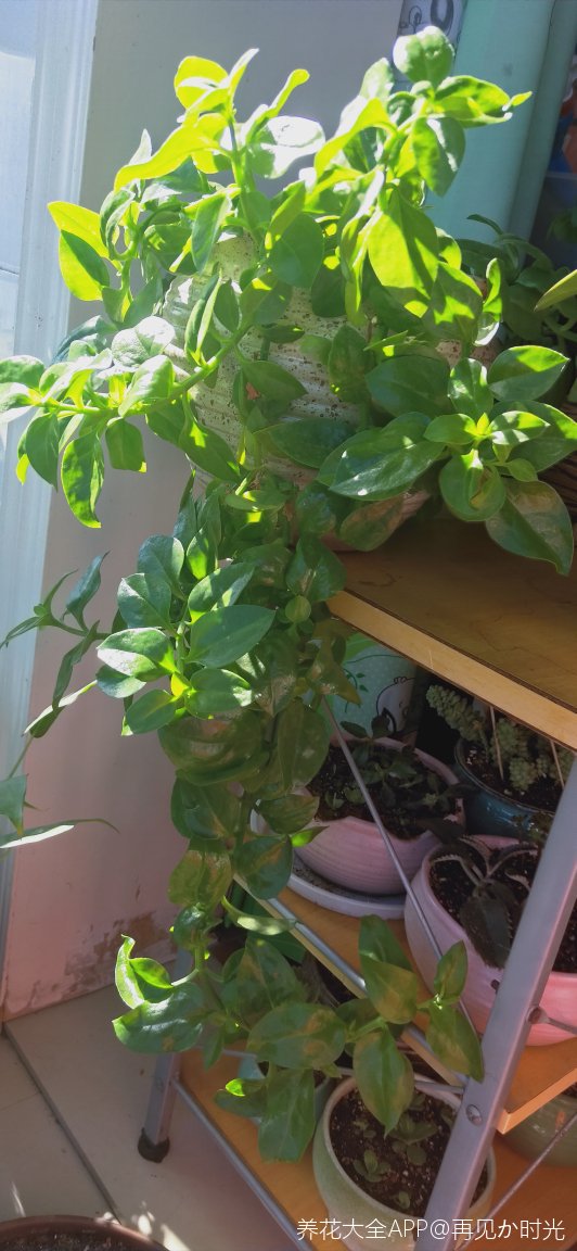 花友们为什么我的牡丹吊兰一直不开花叶子很鲜嫩